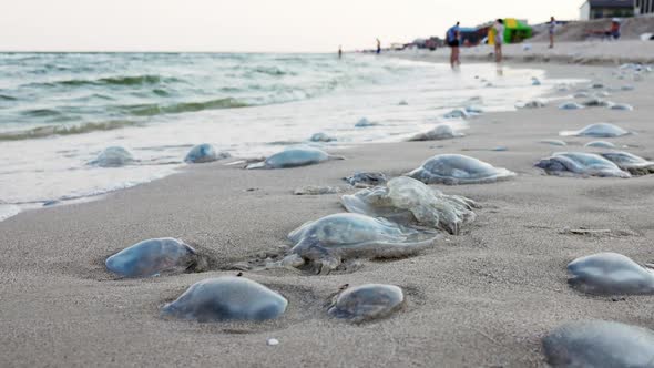 Dead Jellyfish Lie on a Sandy Shore Signed By Water on the Sea of Azov alt