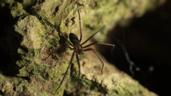 Recluse spider (Loxosceles) also known as brown spider (aranha marrom),violin spider on rocky surfac alt