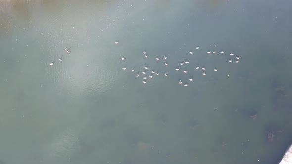 A Flock of Ducks Rests on a Freezing Pond in Park alt