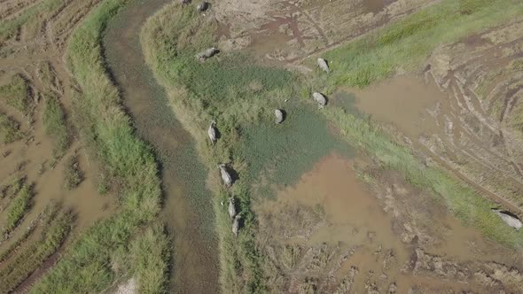  Aerial footage of buffaloes grazing in rice paddy fields and flying egrets. Langkawi, Malaysia alt