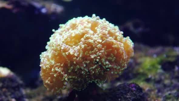 Euphyllia Coral Under Water