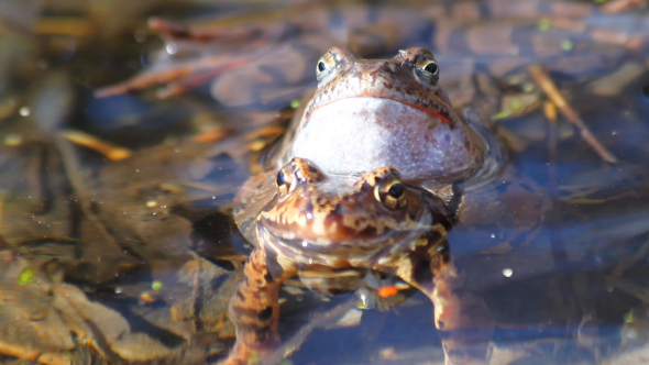 Two Frogs , Stock Footage | VideoHive