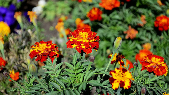 Marigold Flowers