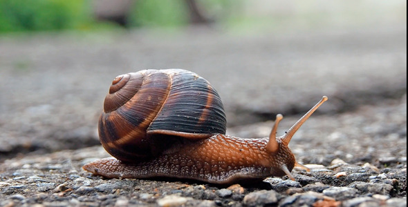 Snail on Asphalt