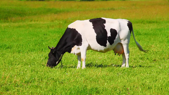 Cow Eats Grass alt