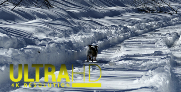 Dog Running on Snowy Path 2 alt