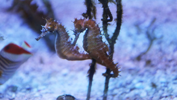 Sea-horses in the Aquarium