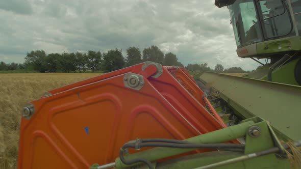 Rotor of combine harvester cutting wheat ears alt