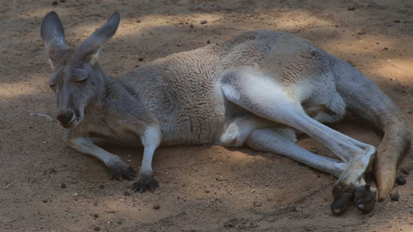 Kangaroo Sleeps