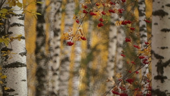Autumn Gold Colored Leaves With Rowan alt