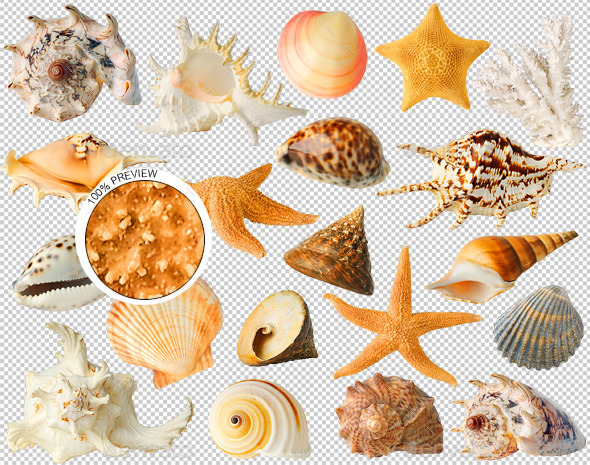20 Sea Shells - Nature & Animals Isolated Objects