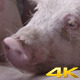Pig Is Noticing The Camera In Farmhouse - VideoHive Item for Sale