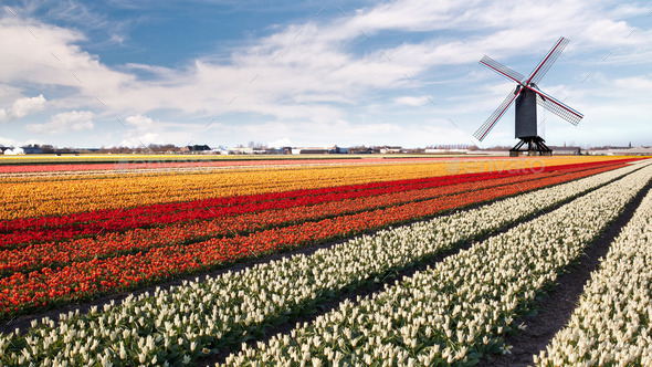 Windmill on field of tulips - Stock Photo - Images