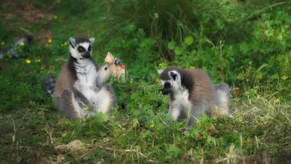 Two lemurs sitting on the grass alt