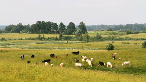 Herd Of Cows Grazing In The Meadow alt