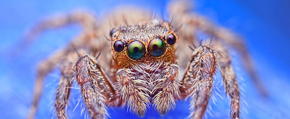 Spider