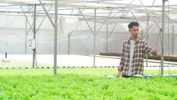 Asia guy farmer harvesting green oak from hydroponics vegetable farm in greenhouse garden.