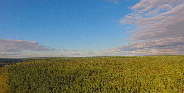 Beautiful Summer Green Forest