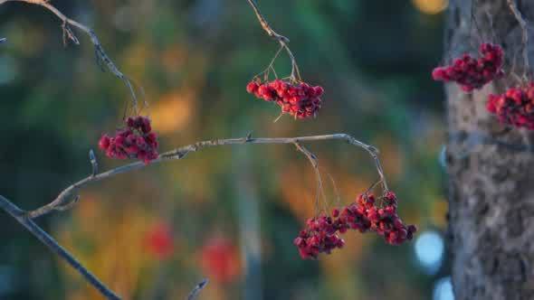 Rowan Berries on a Tree in Winter Forest During