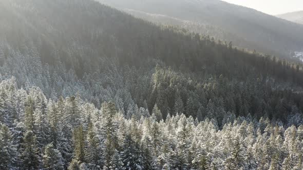 Aerial view of forest covered with Snow