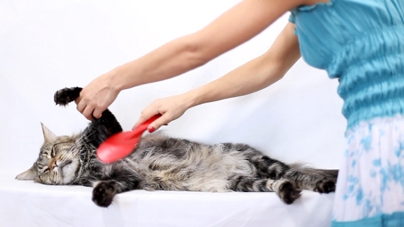 Woman Combing Fur Of a Maine Coon Cat