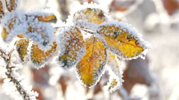 Dry Yellow Leaves With Hoarfrost in a Frosty Cold