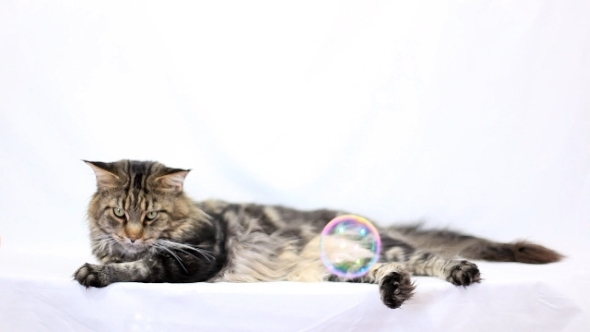Cat Maine Coon And Soap Bubbles On The White