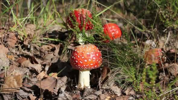 Fly Agaric Mushrooms Growing in the Forest