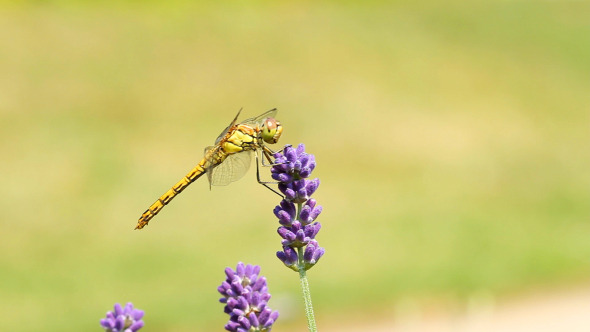 Dragonfly On Lavender Flowers alt