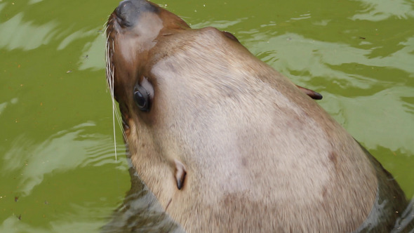 Fur Seal In The Sea alt