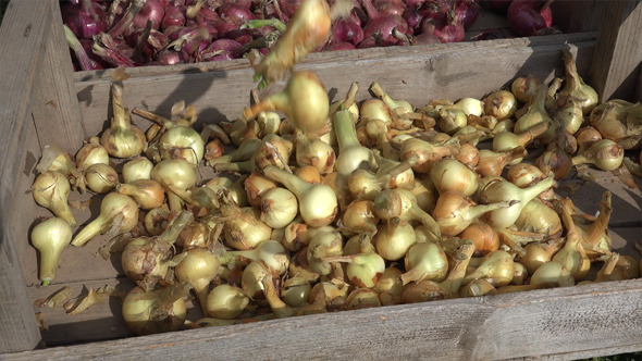 Onions Harvesting 1 alt