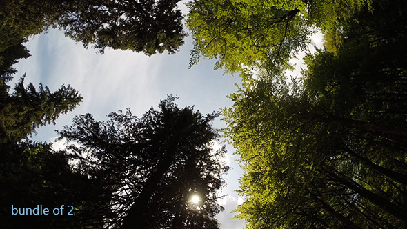 Sunshine Through the Trees 2 alt