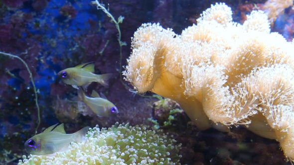 Aquarium With Fish And Corral alt