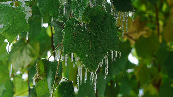 Icicles On Leaves 1