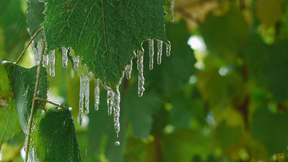 Icicles On Leaves 2
