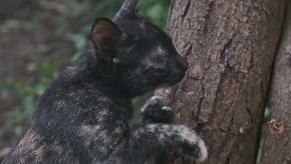 Calico kitten sharpening claws on tree slow motion alt