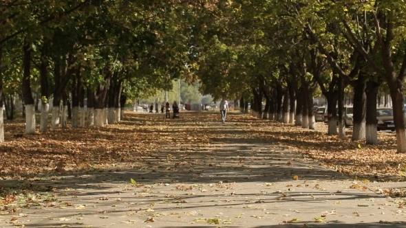 Falling Leaves Of Autumn