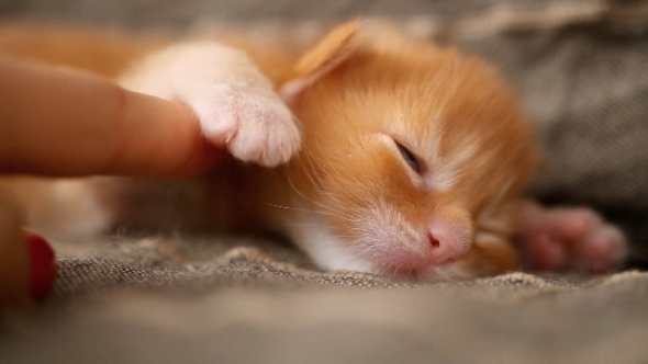Newborn Kitten Red Maine Coon Sleeps And Human