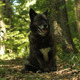 Black Dog in Forest - VideoHive Item for Sale