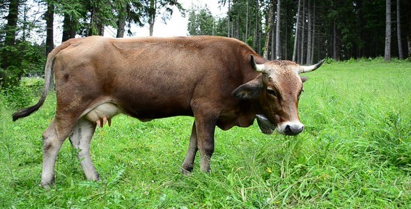 Cow 11 alt