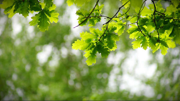 Oak Tree On Blurred Background by unclerico | VideoHive