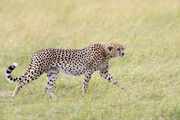 Cheetah Stock Photo by byrdyak | PhotoDune