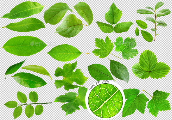 Leaves of Fruits and Berries Plants - Nature & Animals Isolated Objects