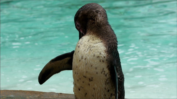 A Black Spotted Penguin After a Bath
