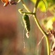 Cucumber growing in the garden - VideoHive Item for Sale