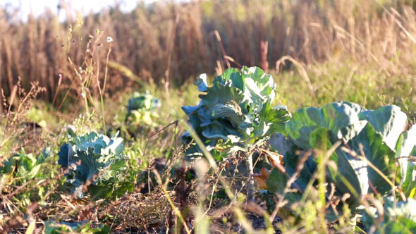 Harvest of Cabbage in the Field