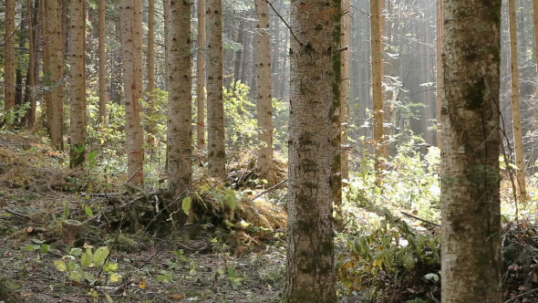 White Birch Forest 3