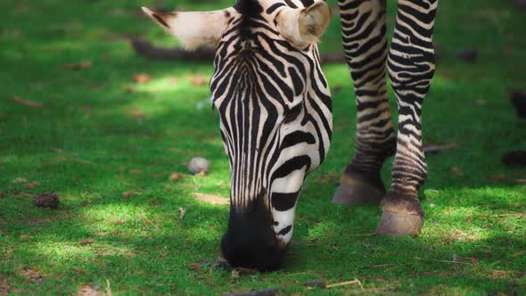 Close up of a zebra eating grass