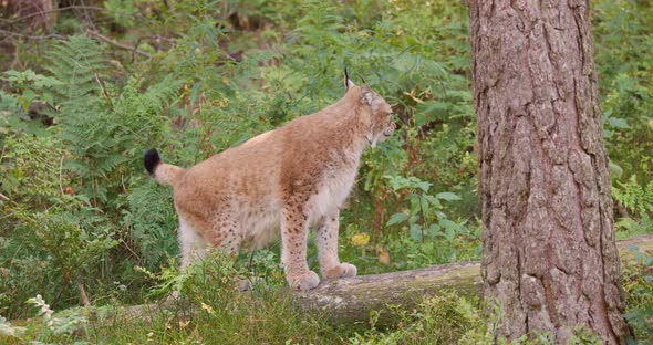 Alert and Scared Lynx Cat Standing in the Forest Looking for Danger