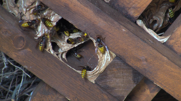 Wasp Nest alt